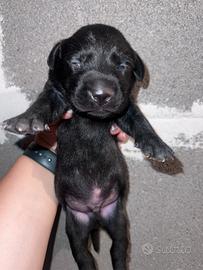 Cuccioli di labrador