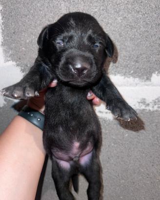 Cuccioli di labrador