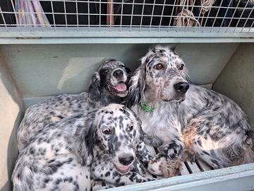 Setter inglese