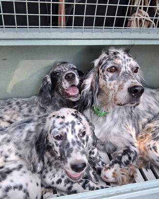Setter inglese