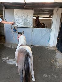 Mini pony