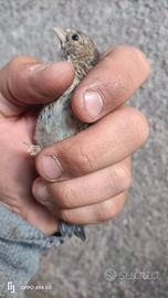 Incardellato maschio allevato a mano