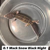 Geco leopardino - Mack Snow Black Night Eclipse