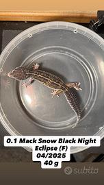 Geco leopardino - Mack Snow Black Night Eclipse