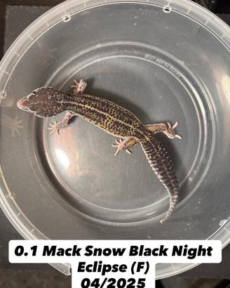 Geco leopardino - Mack Snow Black Night Eclipse