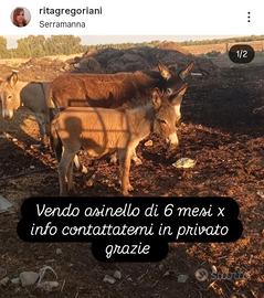 Asinello razza sarda di 6 mesi
