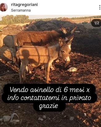 Asinello razza sarda di 6 mesi