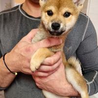 Cuccioli shiba maschi