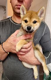 Cuccioli shiba maschi