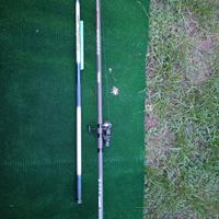 Canna bolognese mitchell