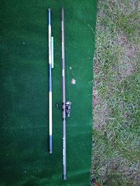 Canna bolognese mitchell