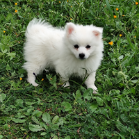 Cuccioli di volpino taglia piccola