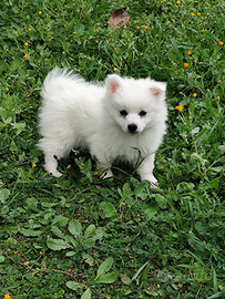 Cuccioli di volpino taglia piccola