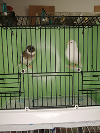 Coppia canarini Gloster 2025