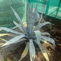 Agave