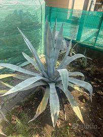 Agave
