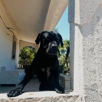 Cane corso disponibile per monta