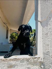 Cane corso disponibile per monta