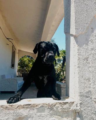 Cane corso disponibile per monta