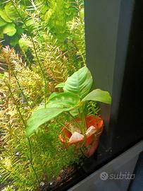 Pianta acquario