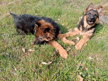 Ultimi 2 cuccioli figli di pastore tedesco nero fo