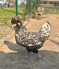 Gallina padovana
