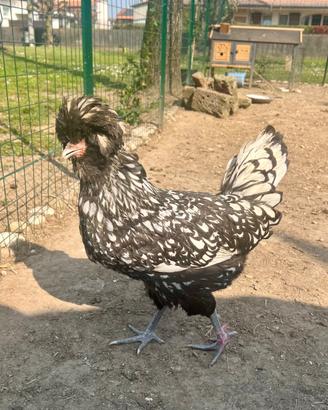 Gallina padovana