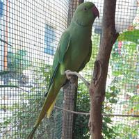 Parrocchetto dal collare