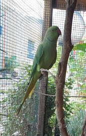 Parrocchetto dal collare