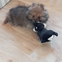 Volpino di Pomerania