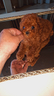 barboncino-toy-mini-red-brown-femmina-e-maschi