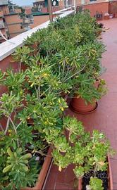 Vasiere di pitosforo, sono 7