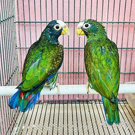Pappagalli pionus senilis