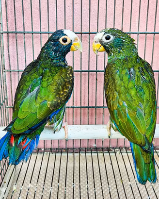 Pappagalli pionus senilis