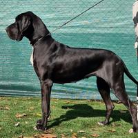 Cuccioli di alano di alta genealogia