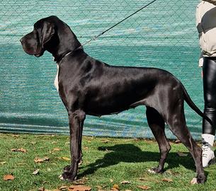 Cuccioli di alano di alta genealogia