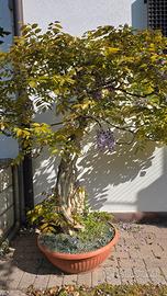 Bonsai glicine secolare
