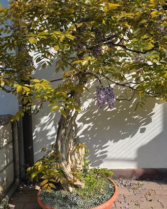 Bonsai glicine secolare