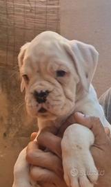 Boxer bianca con pedigree