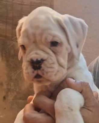 Boxer bianca con pedigree