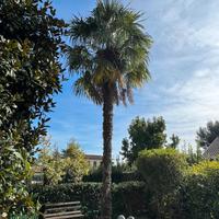 Palma da giardino