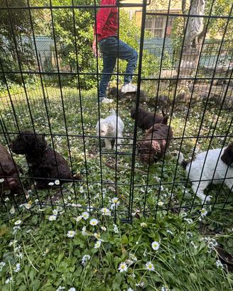 Cani lagotti romagnoli