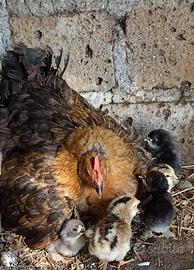 Pulcini araucana e olive egger