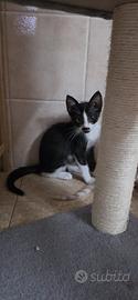 Gattini per ambienti esterni