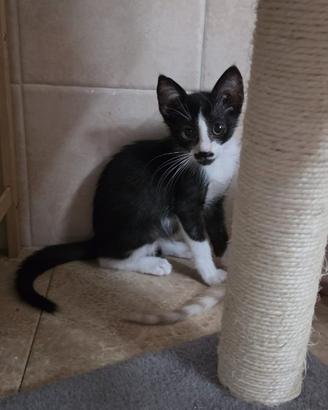 Gattini per ambienti esterni