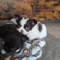 Chihuahua bianco e cioccolato pelo lungo