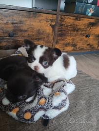 Chihuahua bianco e cioccolato pelo lungo
