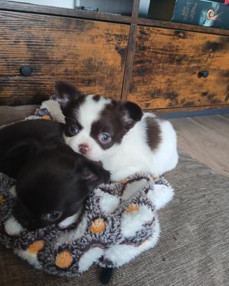 Chihuahua bianco e cioccolato pelo lungo