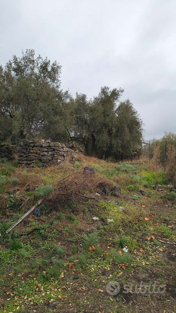 Terreno uliveto a Sant' Maria di Licodia - Vista 4
