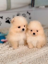 SPITZ NANO tedesco Pomerania